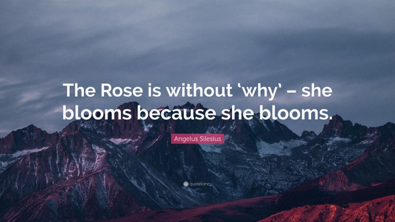 Angelus Silesius Quote: “The Rose is without ‘why’ – she blooms because she blooms.”