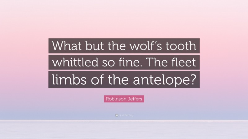 Robinson Jeffers Quote: “What but the wolf’s tooth whittled so fine. The fleet limbs of the antelope?”