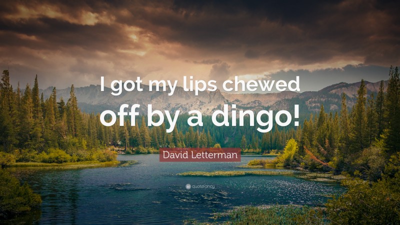 David Letterman Quote: “I got my lips chewed off by a dingo!”