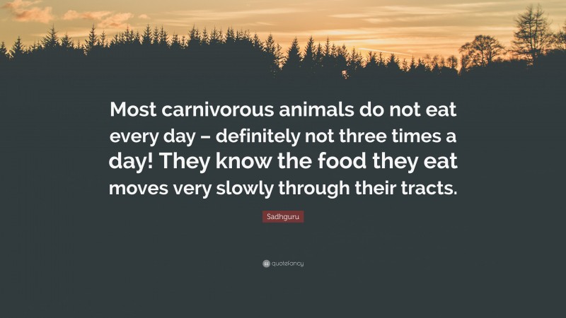 Sadhguru Quote: “Most carnivorous animals do not eat every day – definitely not three times a day! They know the food they eat moves very slowly through their tracts.”