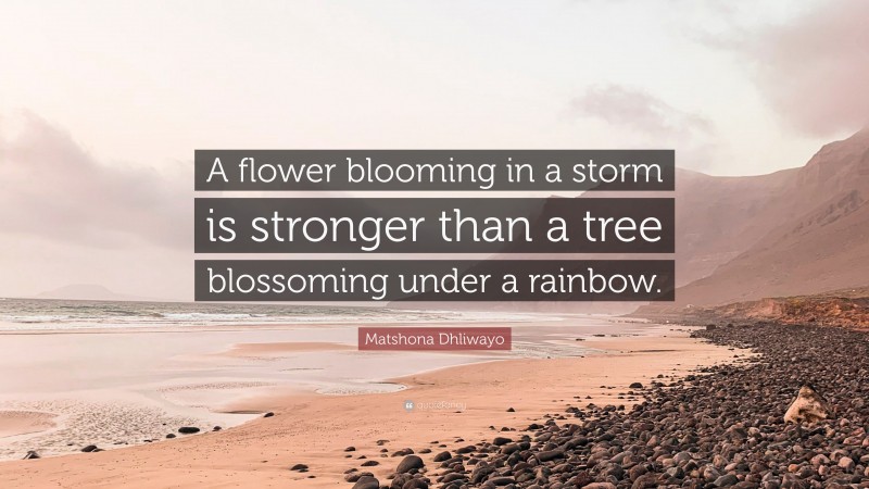 Matshona Dhliwayo Quote: “A flower blooming in a storm is stronger than a tree blossoming under a rainbow.”