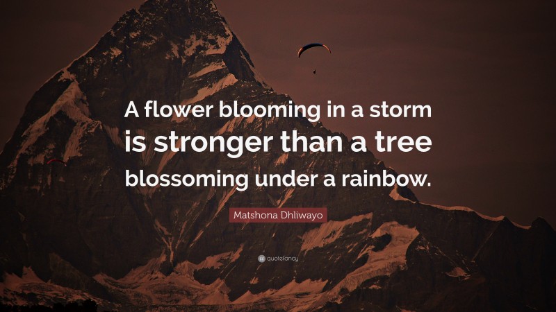 Matshona Dhliwayo Quote: “A flower blooming in a storm is stronger than a tree blossoming under a rainbow.”