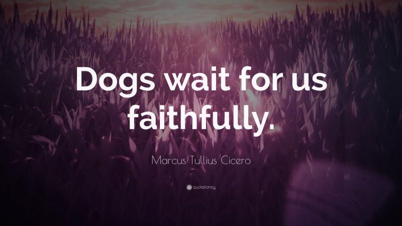 Marcus Tullius Cicero Quote: “Dogs wait for us faithfully.”
