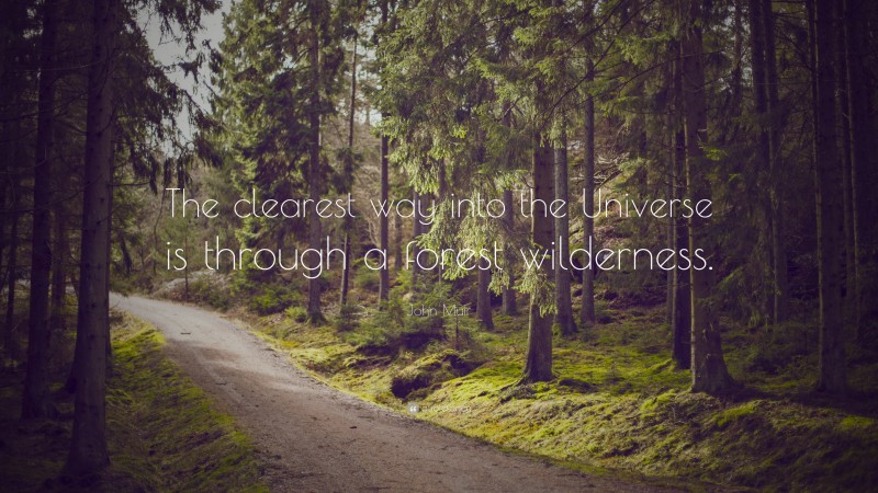John Muir Quote: “The clearest way into the Universe is through a forest wilderness.”