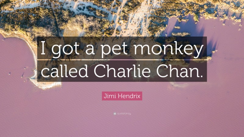 Jimi Hendrix Quote: “I got a pet monkey called Charlie Chan.”
