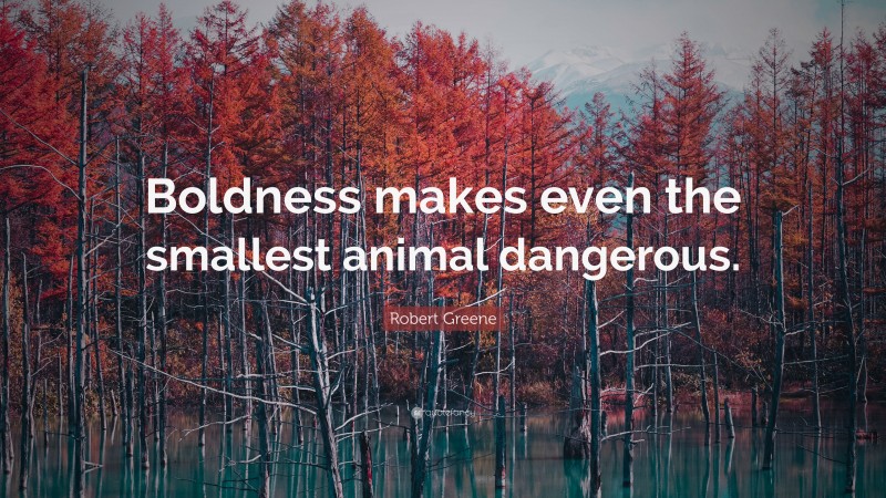 Robert Greene Quote: “Boldness makes even the smallest animal dangerous.”