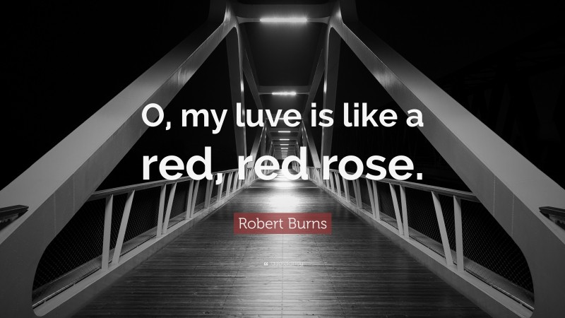 Robert Burns Quote: “O, my luve is like a red, red rose.”