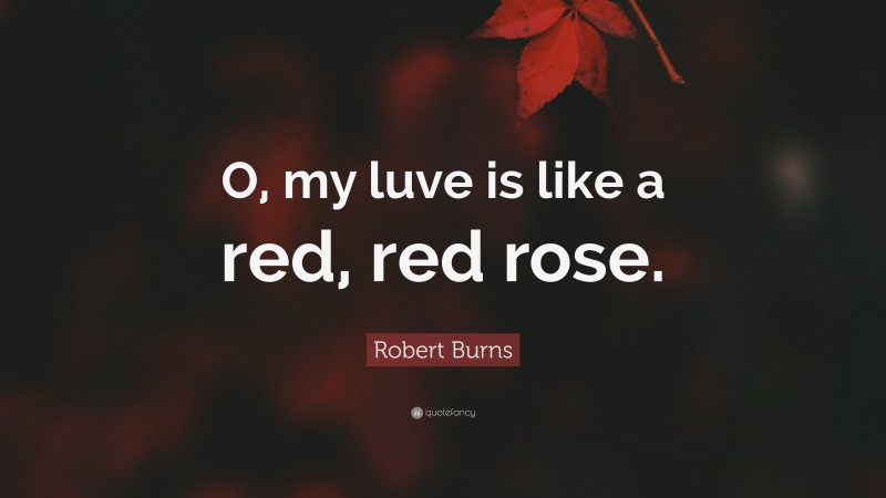 Robert Burns Quote: “O, my luve is like a red, red rose.”