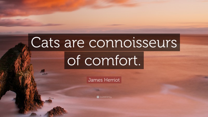 James Herriot Quote: “Cats are connoisseurs of comfort.”