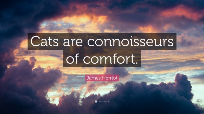 James Herriot Quote: “Cats are connoisseurs of comfort.”
