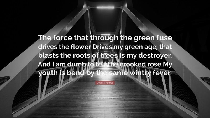 Dylan Thomas Quote: “The force that through the green fuse drives the flower Drives my green age; that blasts the roots of trees Is my destroyer. And I am dumb to tell the crooked rose My youth is bend by the same wintry fever.”