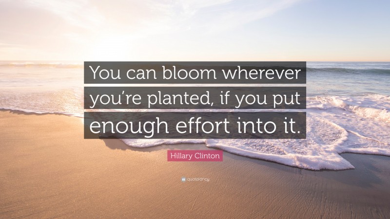 Hillary Clinton Quote: “You can bloom wherever you’re planted, if you put enough effort into it.”