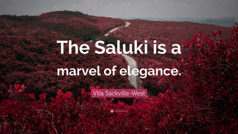 Vita Sackville-West Quote: “The Saluki is a marvel of elegance.”