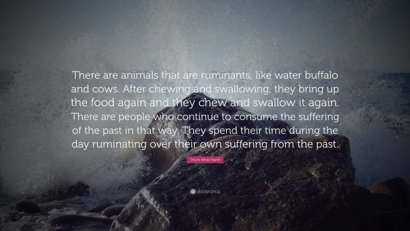 Thich Nhat Hanh Quote: “There are animals that are ruminants, like water buffalo and cows. After chewing and swallowing, they bring up the food again and they chew and swallow it again. There are people who continue to consume the suffering of the past in that way. They spend their time during the day ruminating over their own suffering from the past.”