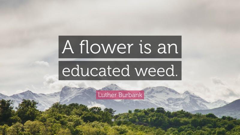 Luther Burbank Quote: “A flower is an educated weed.”