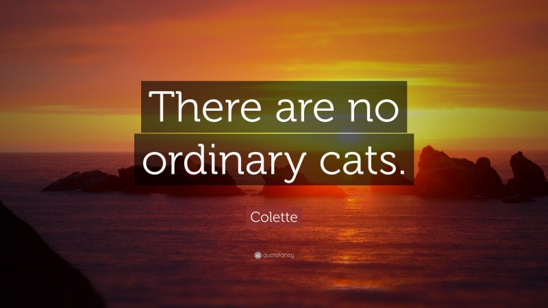 Colette Quote: “There are no ordinary cats.”