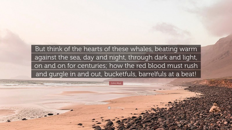 John Muir Quote: “But think of the hearts of these whales, beating warm against the sea, day and night, through dark and light, on and on for centuries; how the red blood must rush and gurgle in and out, bucketfuls, barrelfuls at a beat!”