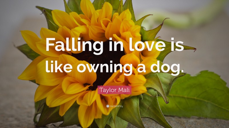 Taylor Mali Quote: “Falling in love is like owning a dog.”