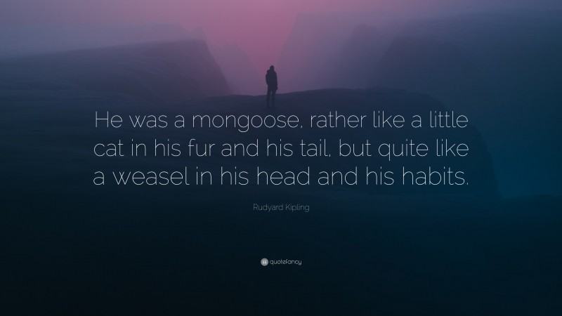 Rudyard Kipling Quote: “He was a mongoose, rather like a little cat in his fur and his tail, but quite like a weasel in his head and his habits.”