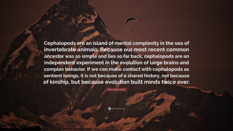 Peter Godfrey-Smith Quote: “Cephalopods are an island of mental complexity in the sea of invertebrate animals. Because our most recent common ancestor was so simple and lies so far back, cephalopods are an independent experiment in the evolution of large brains and complex behavior. If we can make contact with cephalopods as sentient beings, it is not because of a shared history, not because of kinship, but because evolution built minds twice over.”