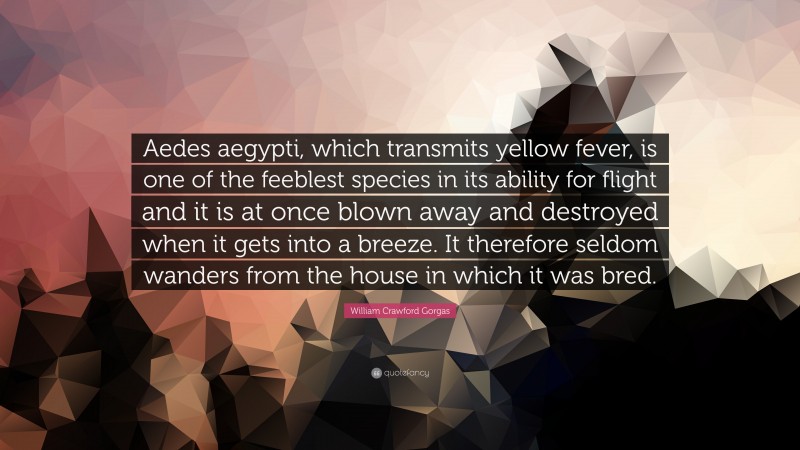 William Crawford Gorgas Quote: “Aedes aegypti, which transmits yellow fever, is one of the feeblest species in its ability for flight and it is at once blown away and destroyed when it gets into a breeze. It therefore seldom wanders from the house in which it was bred.”