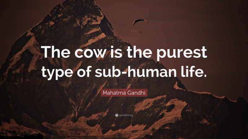 Mahatma Gandhi Quote: “The cow is the purest type of sub-human life.”