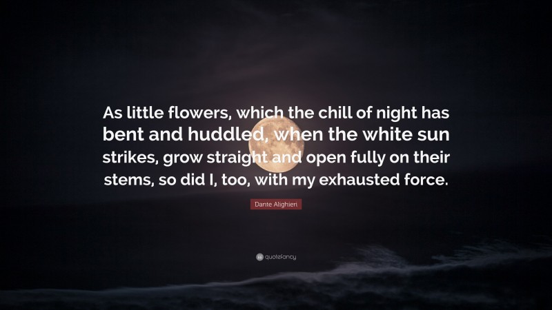 Dante Alighieri Quote: “As little flowers, which the chill of night has bent and huddled, when the white sun strikes, grow straight and open fully on their stems, so did I, too, with my exhausted force.”