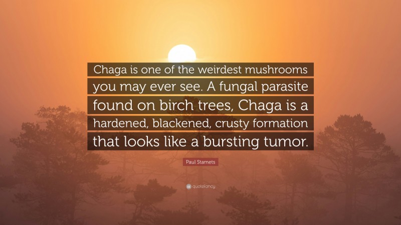 Paul Stamets Quote: “Chaga is one of the weirdest mushrooms you may ever see. A fungal parasite found on birch trees, Chaga is a hardened, blackened, crusty formation that looks like a bursting tumor.”