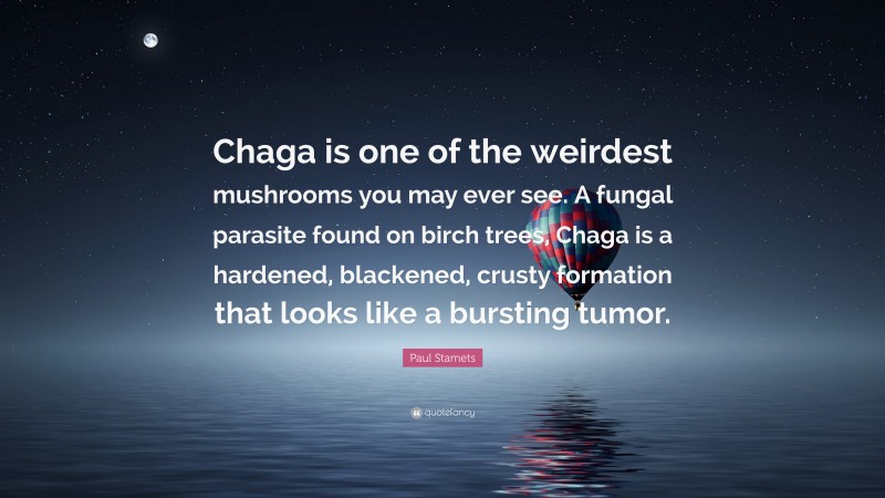 Paul Stamets Quote: “Chaga is one of the weirdest mushrooms you may ever see. A fungal parasite found on birch trees, Chaga is a hardened, blackened, crusty formation that looks like a bursting tumor.”