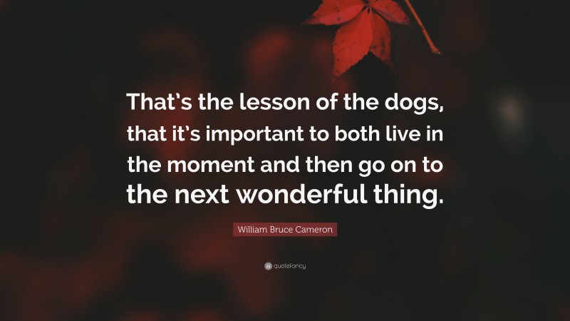 William Bruce Cameron Quote: “That’s the lesson of the dogs, that it’s important to both live in the moment and then go on to the next wonderful thing.”