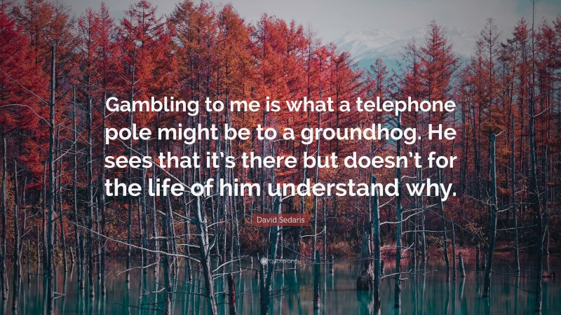 David Sedaris Quote: “Gambling to me is what a telephone pole might be to a groundhog. He sees that it’s there but doesn’t for the life of him understand why.”