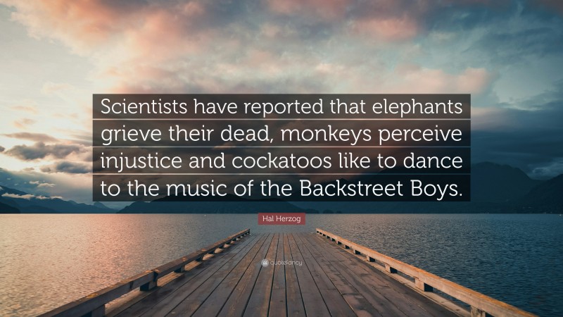 Hal Herzog Quote: “Scientists have reported that elephants grieve their dead, monkeys perceive injustice and cockatoos like to dance to the music of the Backstreet Boys.”