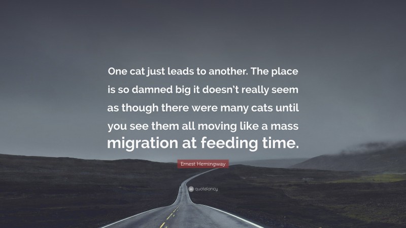 Ernest Hemingway Quote: “One cat just leads to another. The place is so damned big it doesn’t really seem as though there were many cats until you see them all moving like a mass migration at feeding time.”