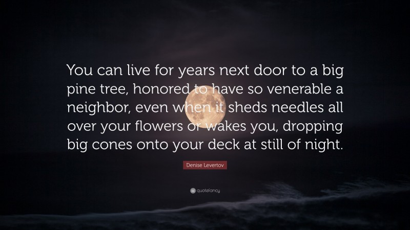 Denise Levertov Quote: “You can live for years next door to a big pine tree, honored to have so venerable a neighbor, even when it sheds needles all over your flowers or wakes you, dropping big cones onto your deck at still of night.”