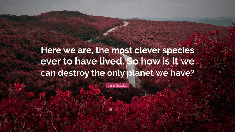 Jane Goodall Quote: “Here we are, the most clever species ever to have lived. So how is it we can destroy the only planet we have?”