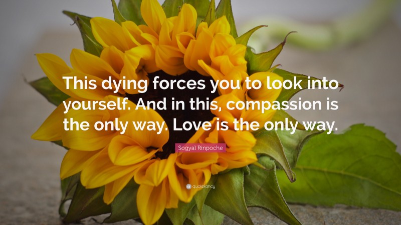 Sogyal Rinpoche Quote: “This dying forces you to look into yourself. And in this, compassion is the only way. Love is the only way.”
