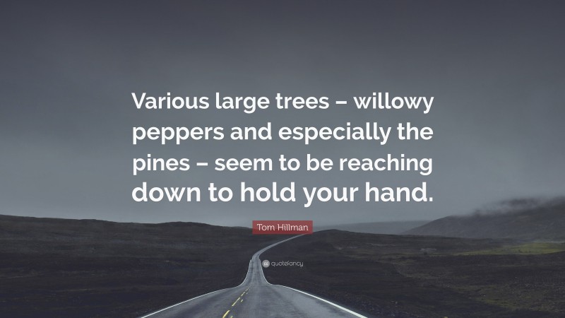 Tom Hillman Quote: “Various large trees – willowy peppers and especially the pines – seem to be reaching down to hold your hand.”