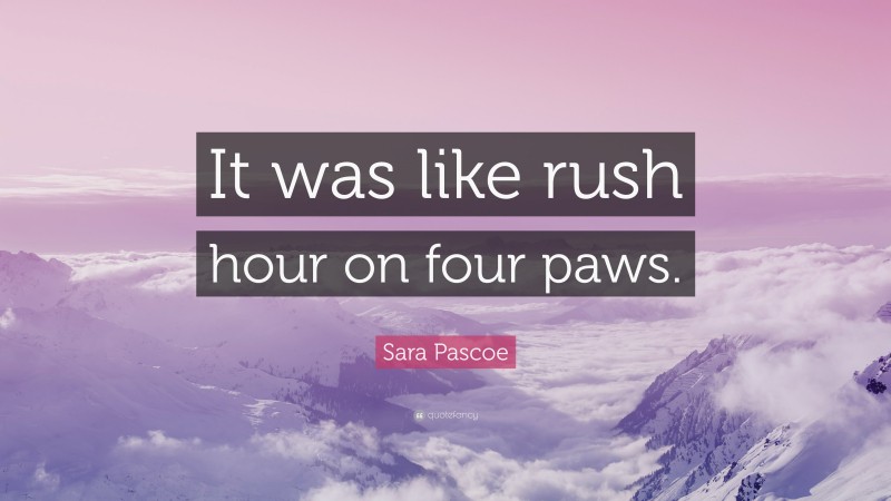 Sara Pascoe Quote: “It was like rush hour on four paws.”