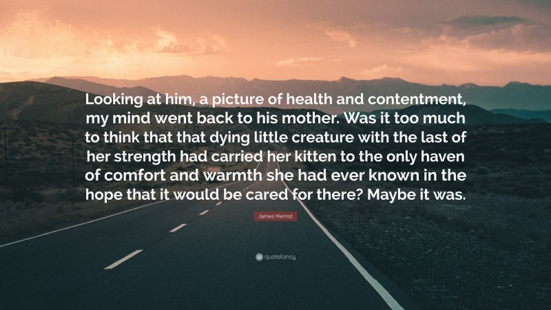 James Herriot Quote: “Looking at him, a picture of health and contentment, my mind went back to his mother. Was it too much to think that that dying little creature with the last of her strength had carried her kitten to the only haven of comfort and warmth she had ever known in the hope that it would be cared for there? Maybe it was.”