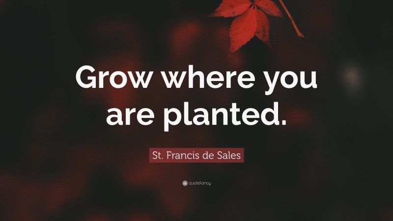 St. Francis de Sales Quote: “Grow where you are planted.”