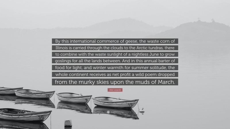 Aldo Leopold Quote: “By this international commerce of geese, the waste corn of Illinois is carried through the clouds to the Arctic tundras, there to combine with the waste sunlight of a nightless June to grow goslings for all the lands between. And in this annual barter of food for light, and winter warmth for summer solitude, the whole continent receives as net profit a wild poem dropped from the murky skies upon the muds of March.”