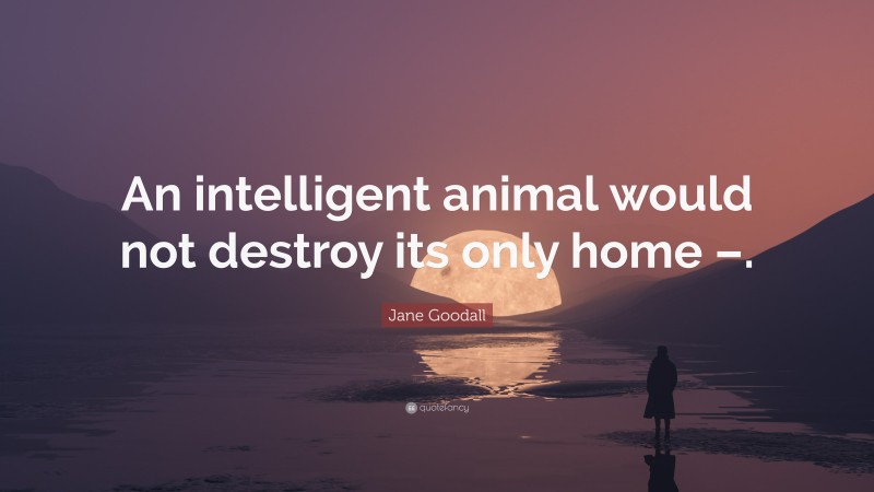 Jane Goodall Quote: “An intelligent animal would not destroy its only home –.”